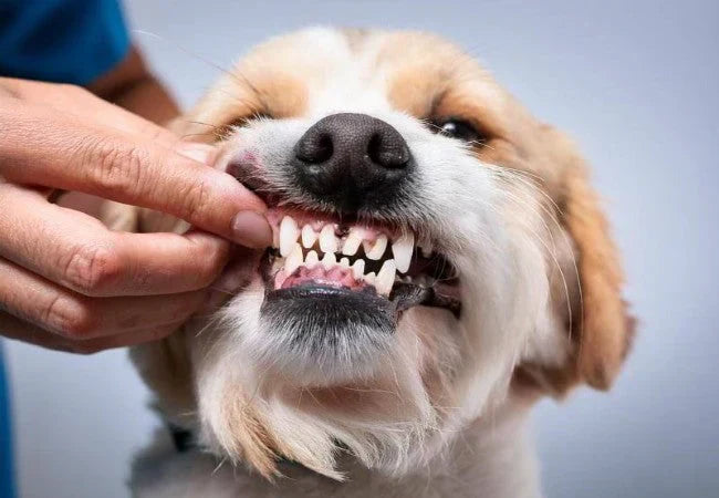 Why Dental Health Is About More Than Fresh Breath