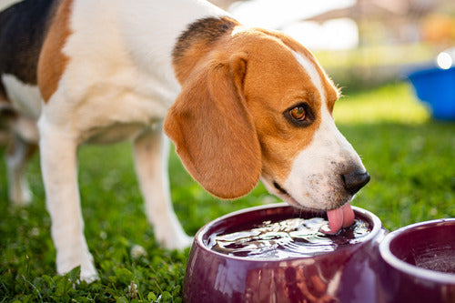 Why Hydration Matters for Your Dog's Urinary Health