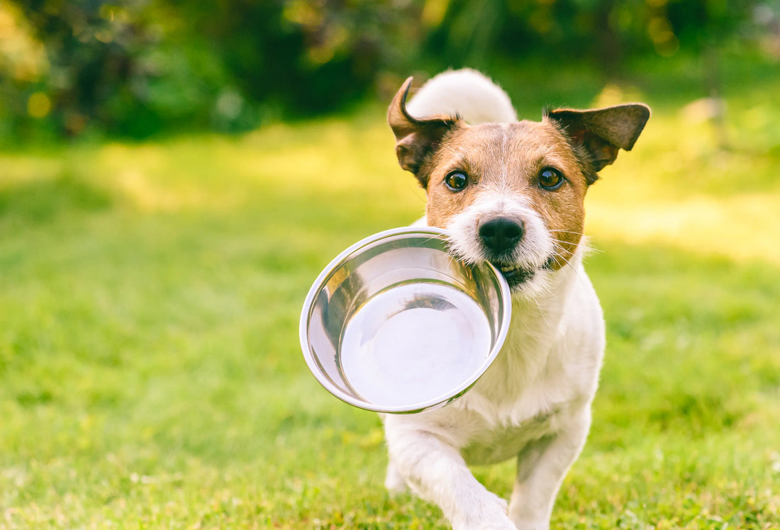 Why Gut Health Matters for Dogs