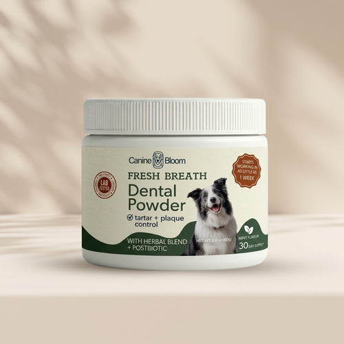 A white jar of Canine Bloom Fresh Breath Dental Powder for dogs, featuring a label with a dog photo and product details, set against a warm beige background with soft leaf shadows.