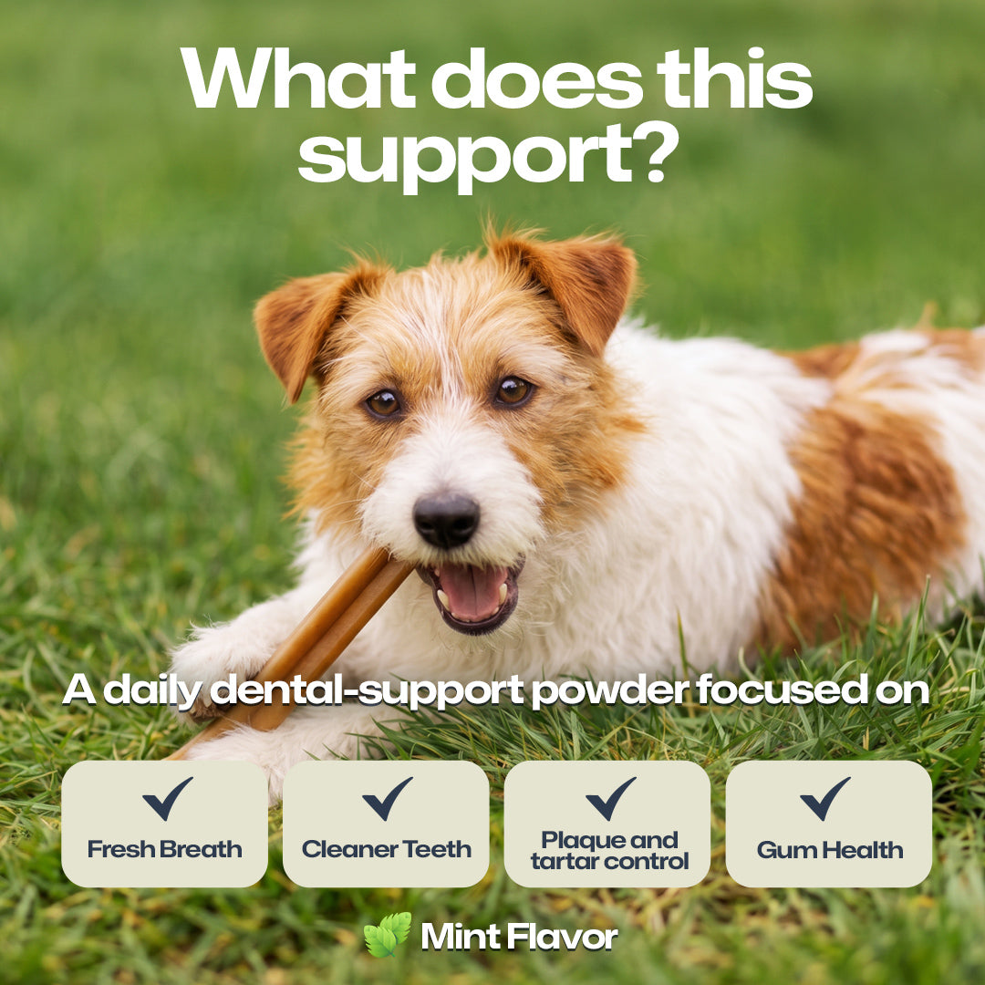 A small brown-and-white dog lying on green grass while chewing a wooden chew stick. Large white text at the top reads 'What does this support?' and smaller text below says it is a daily dental-support powder focused on fresh breath, cleaner teeth, plaque and tartar control, and gum health.