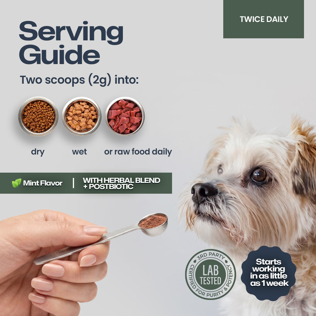 A serving guide graphic for a dog supplement, showing a hand holding a spoon with brown powder, alongside three bowls of dog food (dry, wet, and raw food) and a small white dog. The text explains how much of the supplement to mix into the dog's food daily.