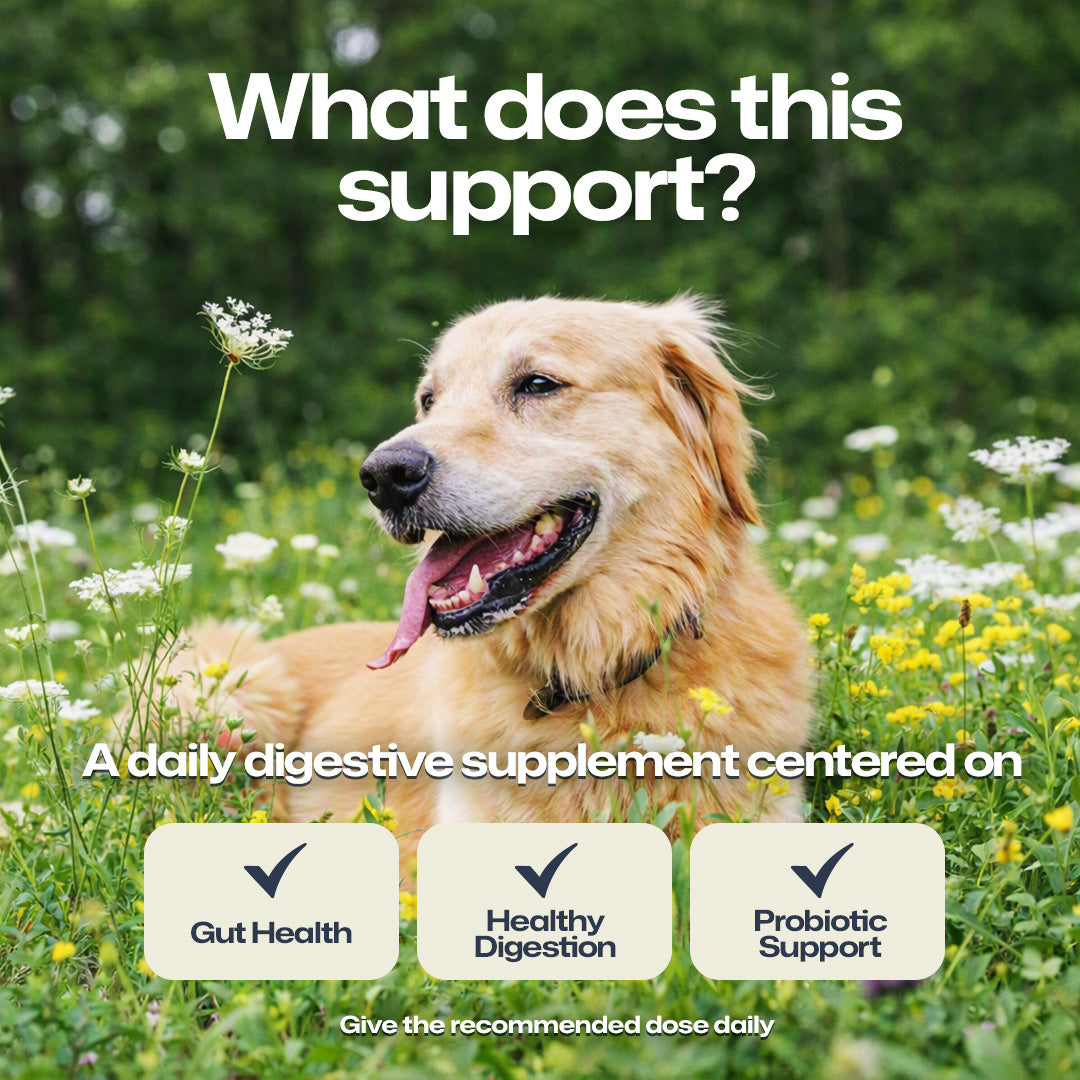 A golden retriever dog sitting in a green field of wildflowers, with large white text reading 'What does this support?' and smaller text about a daily digestive supplement. Three beige rounded boxes below list Gut Health, Healthy Digestion, and Probiotic Support with checkmarks.