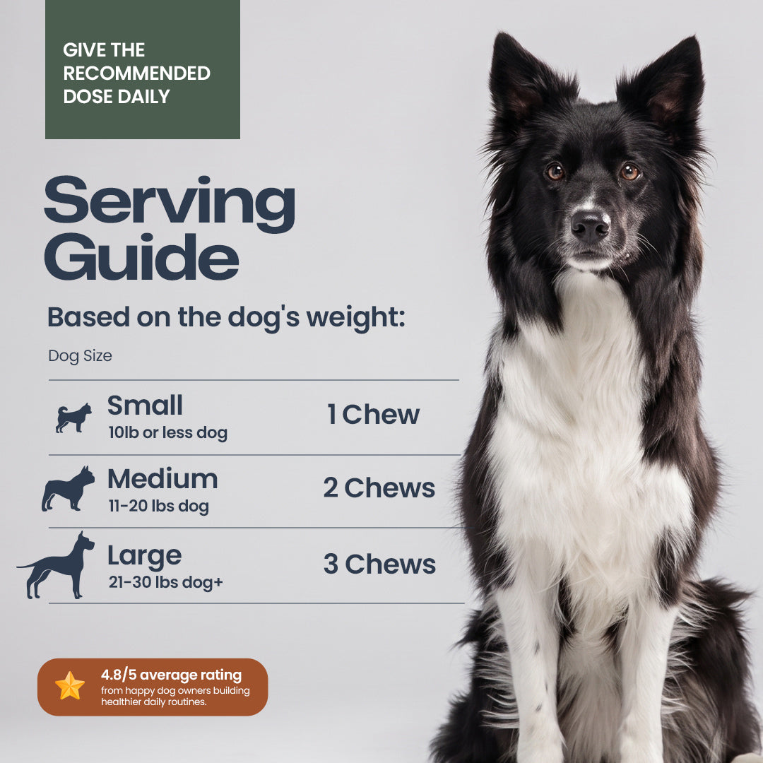 A serving guide infographic for dog chews, featuring a black and white dog on the right and text on the left explaining chew counts based on dog size: Small (10 lb or less) gets 1 chew, Medium (11-20 lbs) gets 2 chews, and Large (21-30 lbs dog+) gets 3 chews. A dark green box at the top says to give the recommended dose daily, and an orange badge at the bottom shows a 4.