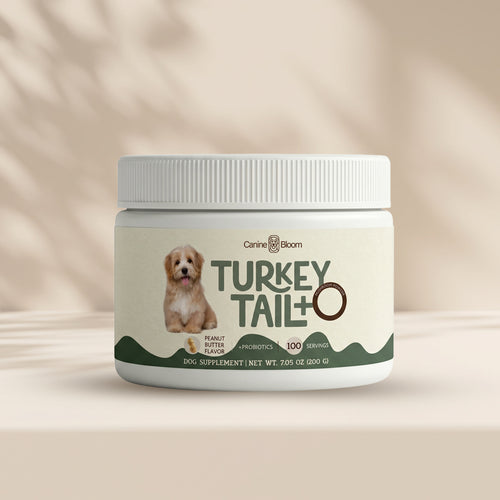 A white plastic jar of Canine Boom Turkey Tail+ dog supplement, featuring a cream-colored label with a small puppy photo and green accents, set against a warm beige background with soft leaf shadows.