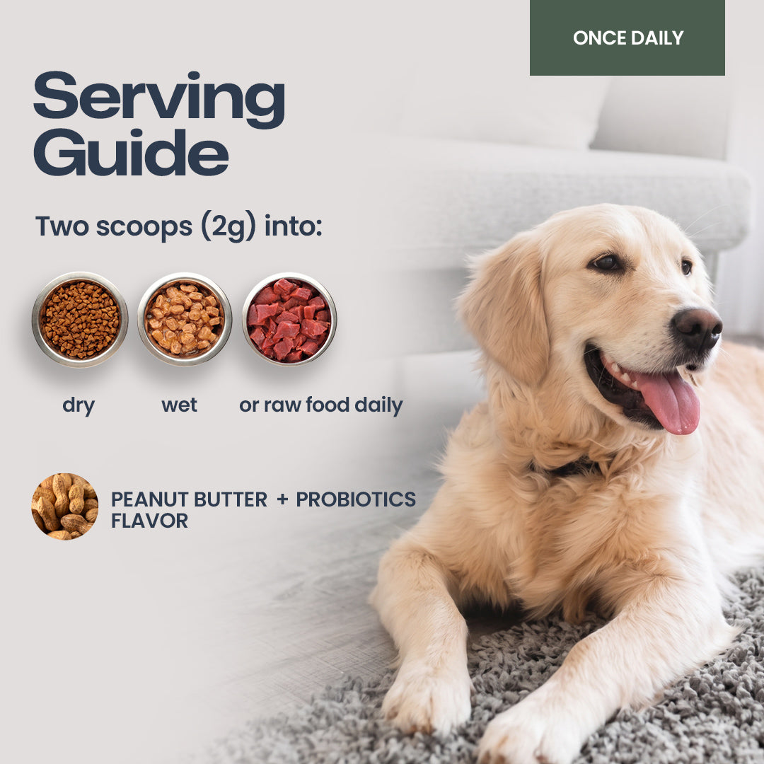 A golden retriever lies on a gray rug in a living room setting, next to a serving guide graphic for pet food. The graphic shows three bowls of kibble, wet food, and raw food with text reading 'dry', 'wet', and 'or raw food daily', plus a peanut butter and probiotics flavor icon and an 'ONCE DAILY' label.