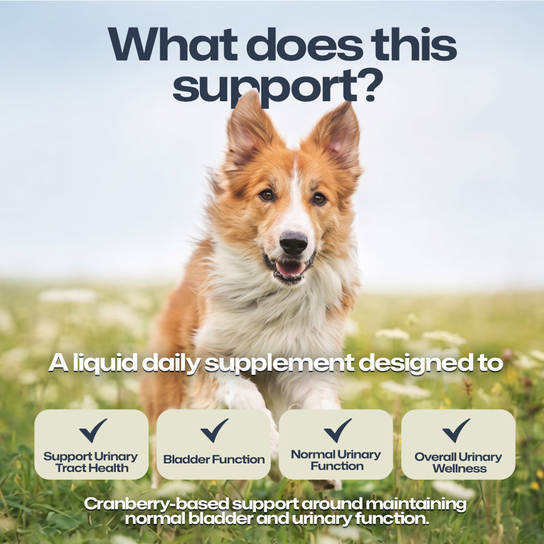 A promotional graphic for a liquid daily supplement featuring a fluffy red and white dog sitting in a grassy field. Large text at the top reads 'What does this support?' and the lower text lists benefits: 'Support Urinary Tract Health,' 'Bladder Function,' 'Normal Urinary Function,' and 'Overall Urinary Wellness.