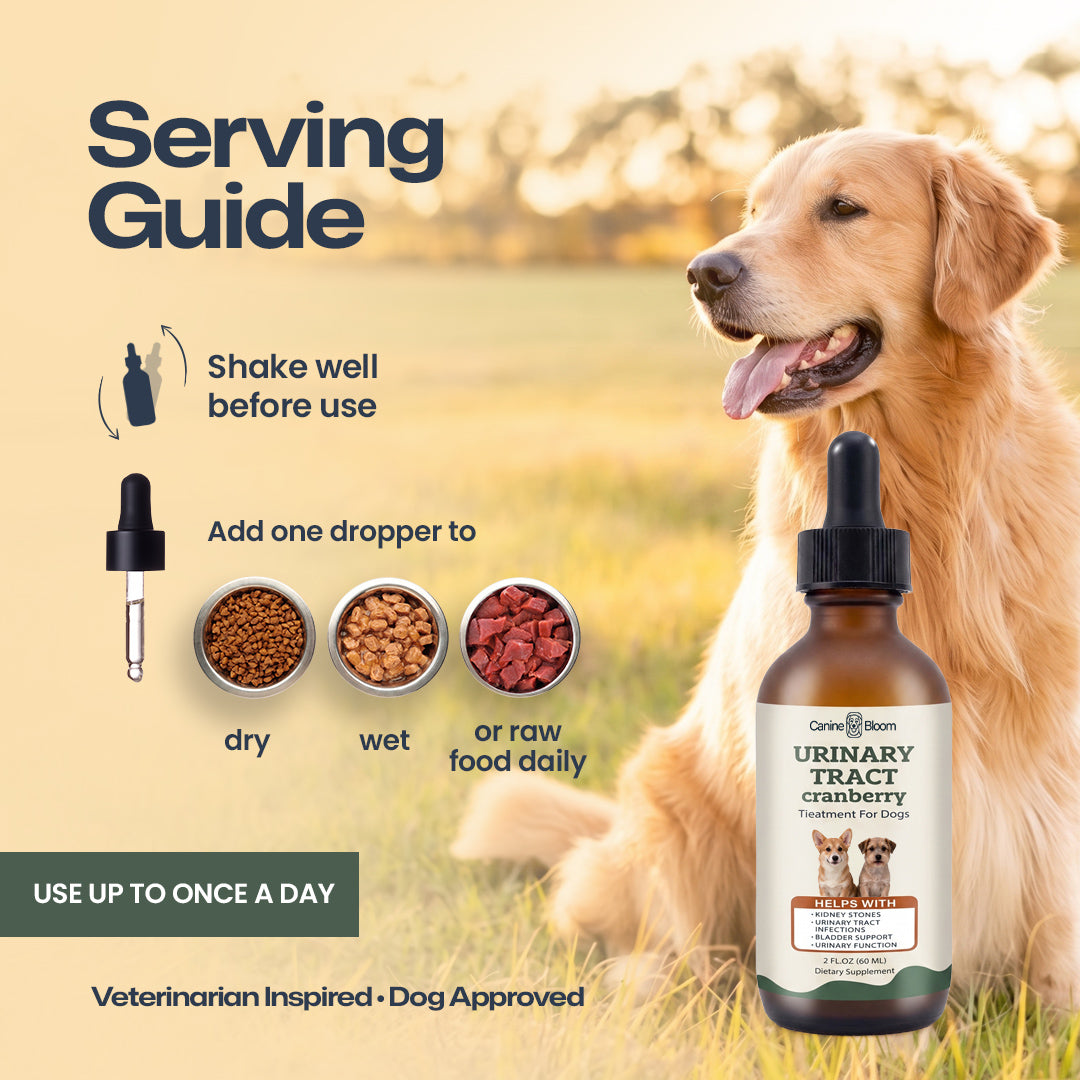A golden retriever dog stands in a sunlit field next to an amber dropper bottle labeled CareFree Dogs Urinary Tract Cranberry Treatment for Dogs. The left side includes a 'Serving Guide' with text, dropper icons, and sample food bowls labeled dry, wet, and raw food daily.