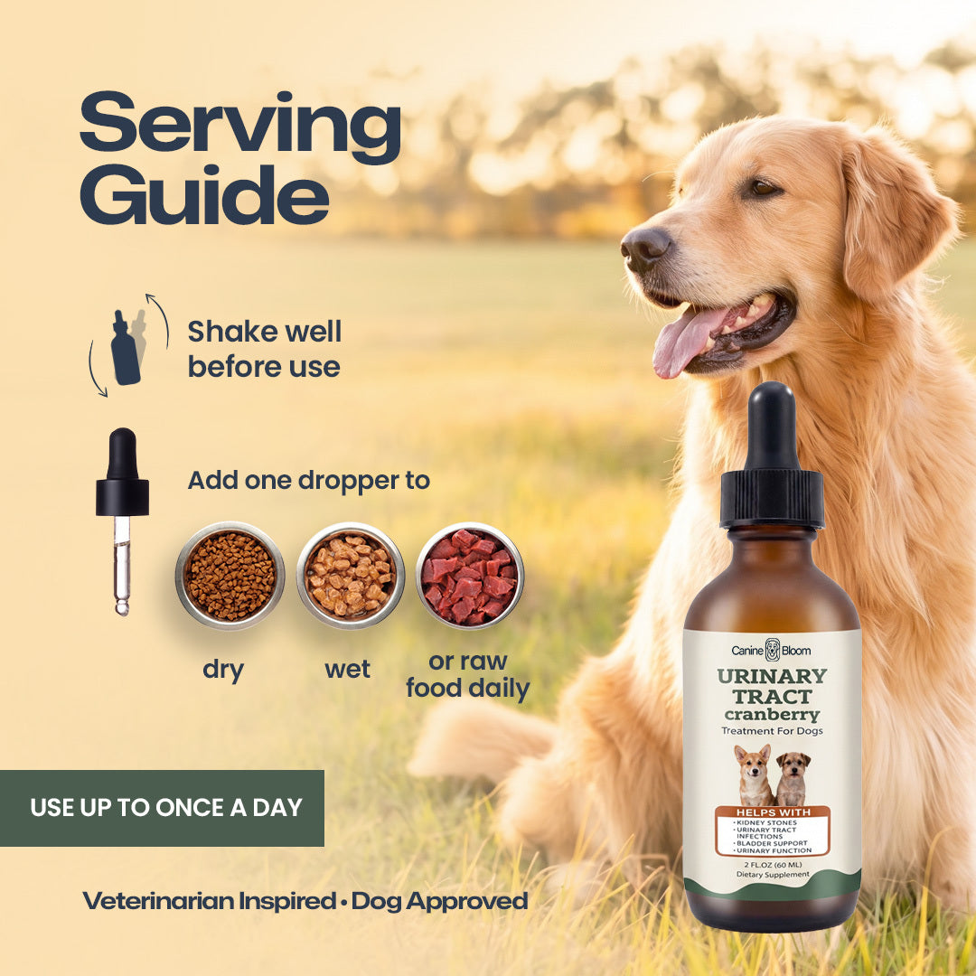 A golden retriever dog stands in a grassy field next to an amber dropper bottle labeled CareMajestic Urinary Tract Cranberry Treatment for Dogs. The left side includes a 'Serving Guide' with text, dropper icons, and small bowls showing dry, wet, and raw food options.