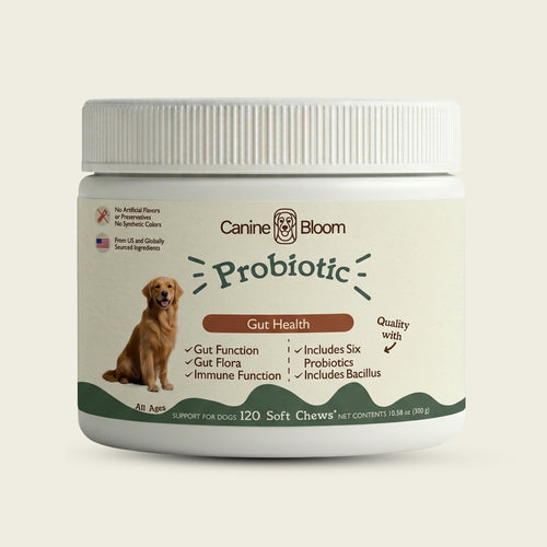 A white plastic jar of Canine Bloom Probiotic dog supplements, featuring a label with a golden retriever illustration and green and brown text, set against a solid off-white background.